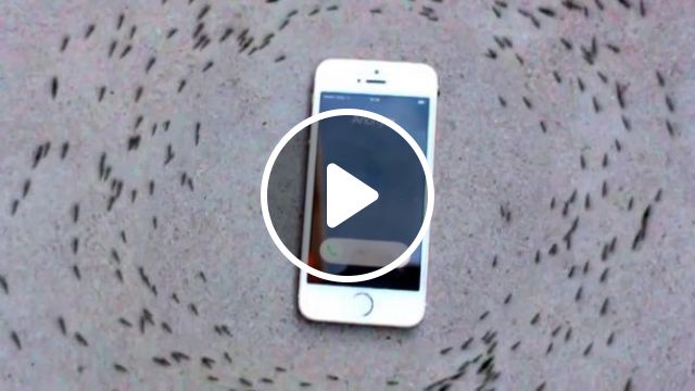 Who Can Explain The Phenomenon For Me? - Video & GIFs | ant, phone, funny, phenomenon