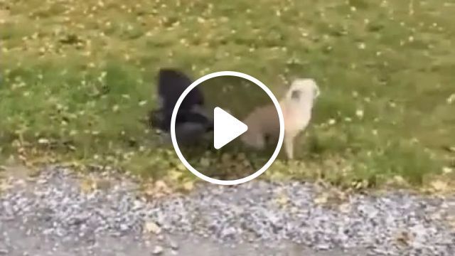 Hey Stupid Bird, That's My Balls, Not Your Food - Video & GIFs | funny dog, funny bird, funny pet, pet food, pub dog