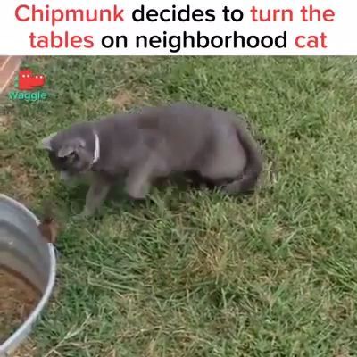 Chipmunk decides to turn the tables on neighborhood cat - Video & GIFs | chipmunk,cat,animal,pet