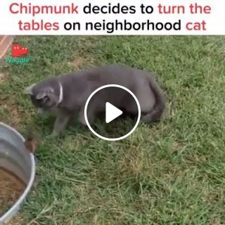 Chipmunk decides to turn the tables on neighborhood cat