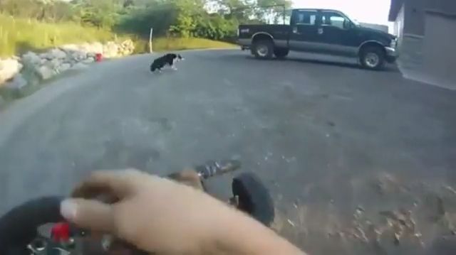 Hey man, catch me if you can, haha - Video & GIFs | funny dog videos,funny pet videos,racing,border collie