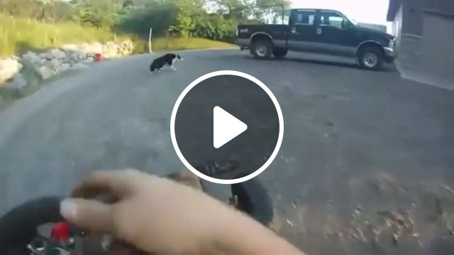 Hey Man, Catch Me If You Can, Haha - Video & GIFs | funny dog videos, funny pet videos, racing, border collie