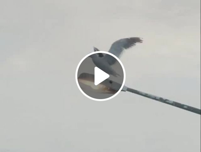 Electrician - Video & GIFs | bird, animal, light