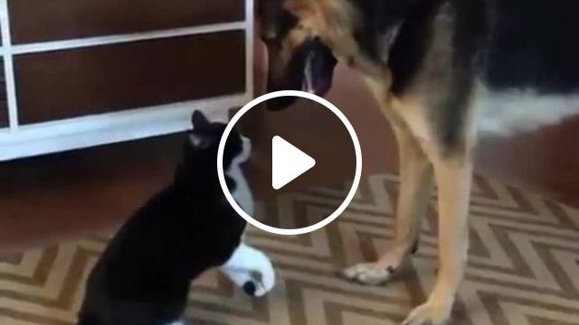 Still Loving You. Dog. Cat. Love. Pet. #0