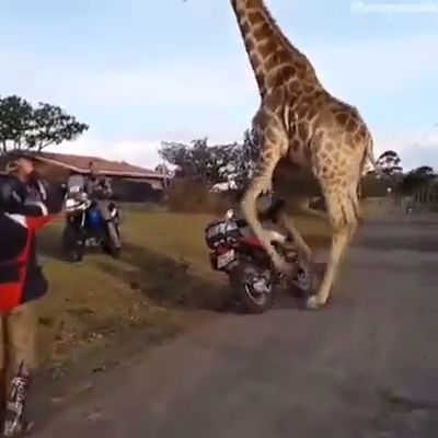 OMG, This Game Is Real. Game. Giraffe. Animal. Funny. Motorcycles.