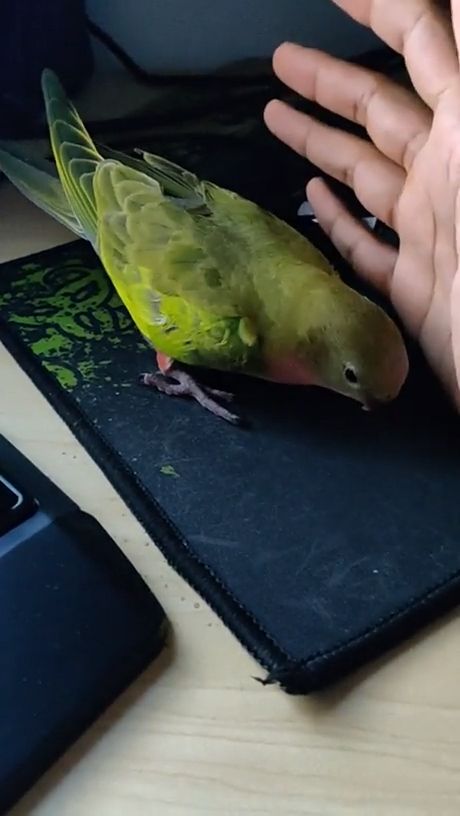 When your bird thinks he's a mouse, funny animal videos, cute parrot, bird, mouse.