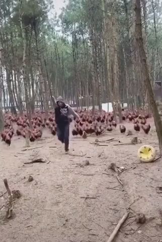 Lord of the chicken, funny, chicken, funny animal videos.