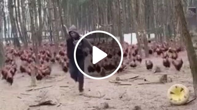 Lord Of The Chicken - Video & GIFs | funny, chicken, funny animal videos