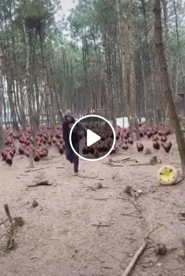 Lord Of The Chicken - Video & GIFs | funny, chicken, funny animal videos