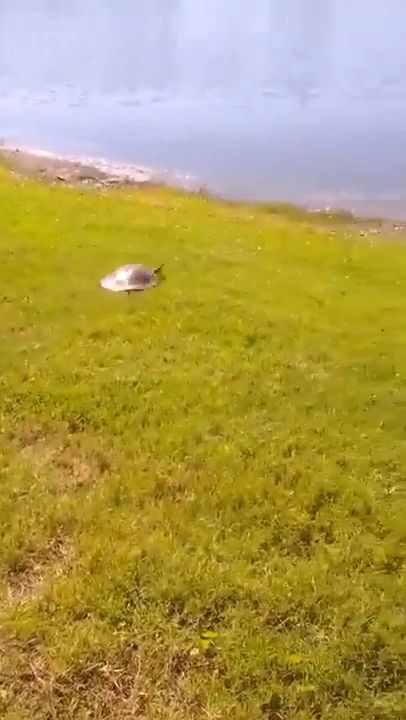 Are turtles slow or fast, funny animal videos, funny turtle.