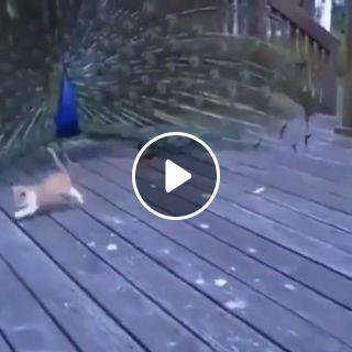 Cat is very entertained by a peacock