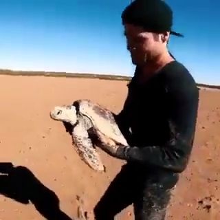 An effort to save a life, cute animal videos, turtle, rescue.