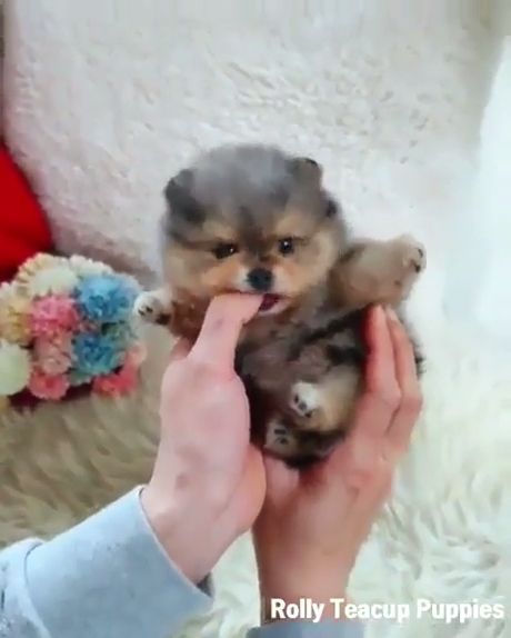 Tiny Cute Puppy. Cute Puppy. Cute Pet. Adorable.