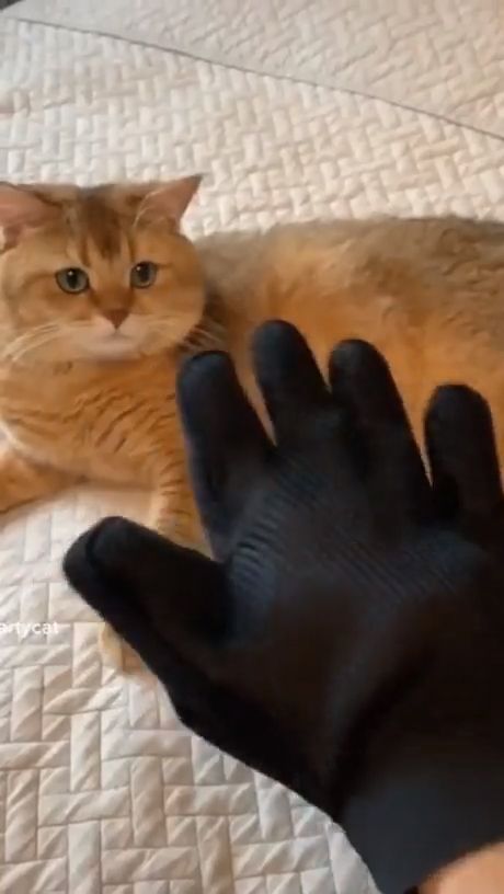 Pet grooming glove, cute cat, cute pet, hair.