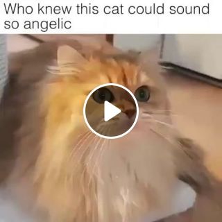 Singing Cat Meme
