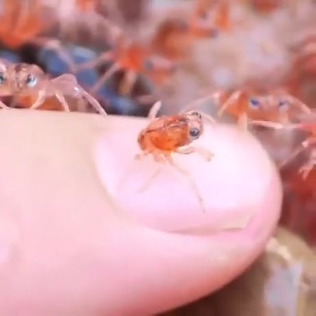 Tiny Baby Crabs - Video & GIFs | crab,baby,funny,finger