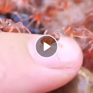 Tiny Baby Crabs