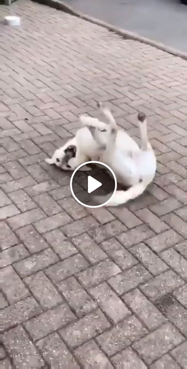 There's Two Kinds Of Doggos Here... - Video & GIFs | funny dog, funny pet, mischievous