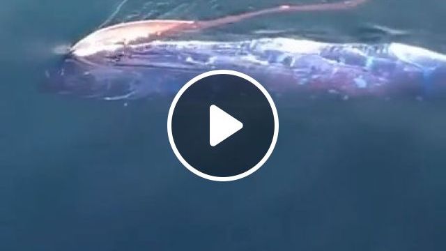 Sea Serpents Resurfacing From Deep Waters - Video & GIFs | wild animal, sea, fish