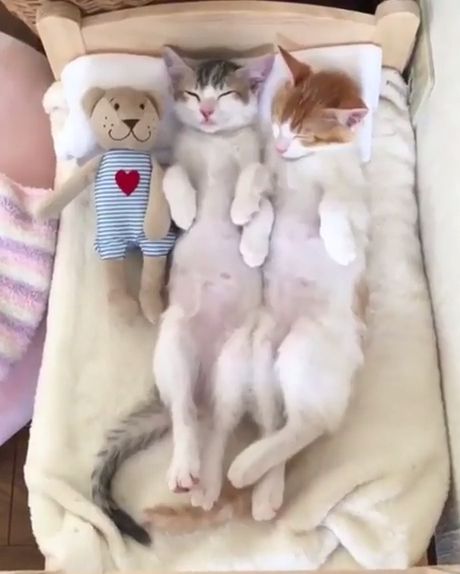 Beautiful cute kitten sleeping, cute kitten, cute pet, cute cat, sleep.