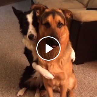 Dog hugs best friend