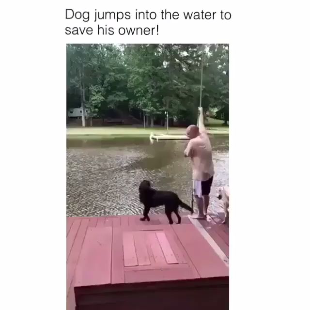 Dog jumps into the water to save his owner, smart dog, pet, jump, owner.