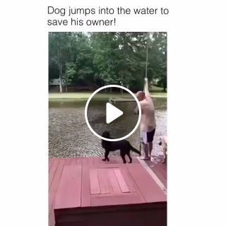 Dog jumps into the water to save his owner