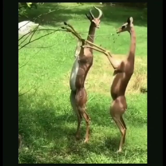 Cute antelopes