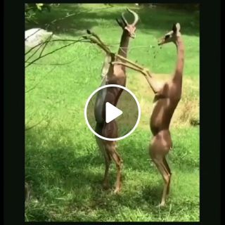 Cute antelopes