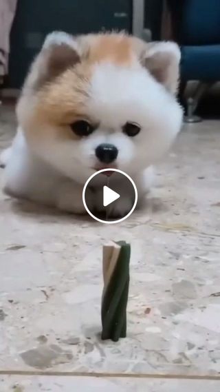 Cute puppy training