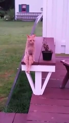 Simple Ways To Stay Healthy When You Sit A Lot - Video & GIFs | funny cat videos,funny animal,healthy