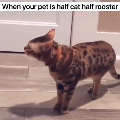 When your pet is half cat half rooster, Bengal Cat, Funny Cat Videos, Funny Pet, Rooster