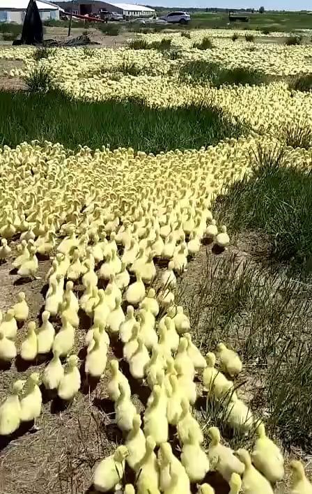 Yellow Ducklings. Cute Animals. Cute Duck. Duckling.