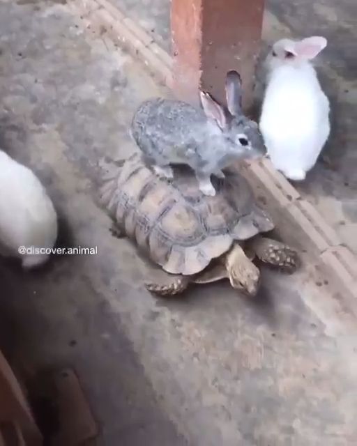 Bunny riding a turtle - Video & GIFs | cute bunny,cute turtle,funny animal