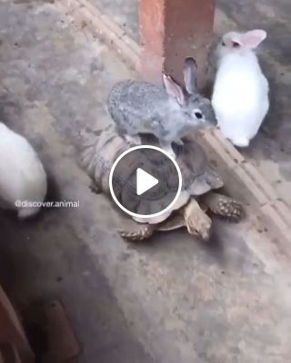 Bunny riding a turtle