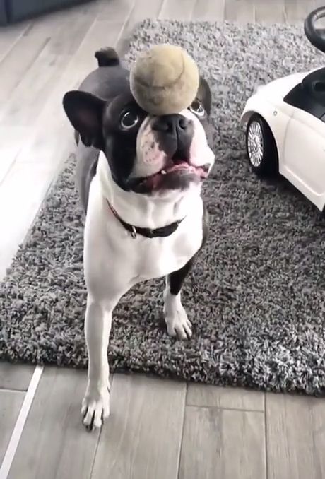 Dog playing with ball...talent!, satisfying, american bulldog, funny dog, pet.