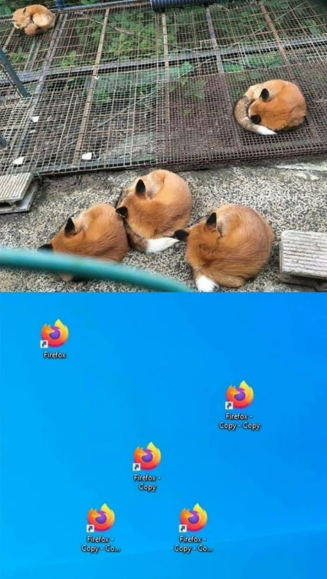 Mozilla Firefox Meme Video Gifs Memes Funny Firefox Fox