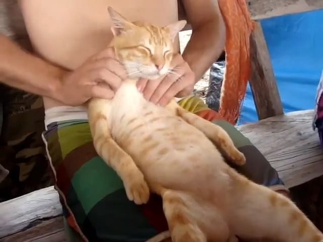 Thai Massage. Funny Cat. Funny Pet. Mage.