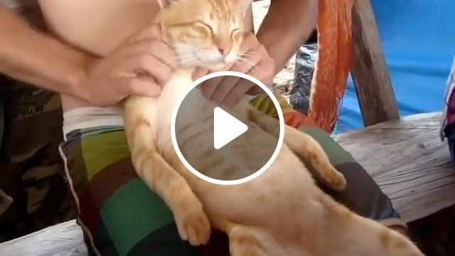 Thai Massage. Funny Cat. Funny Pet. Mage. #0