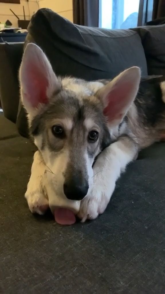 Cute dog eating bone - Video & GIFs | funny dog gifs,funny pet,tongue,bone
