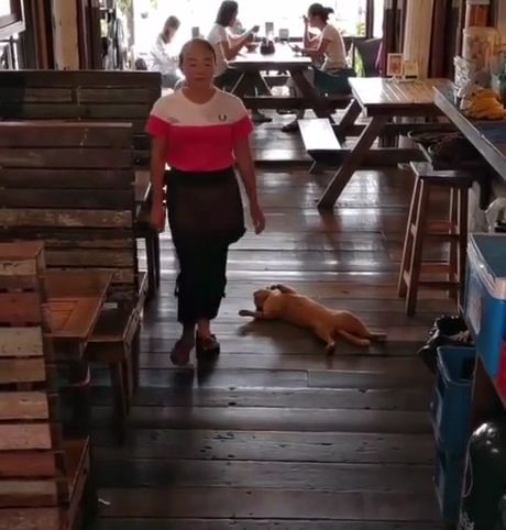 Lazy cat sleeps on the floor of a busy restaurant, refuses to move.