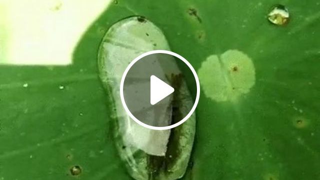 This Shrimp Finding Its Way Back Home - Video & GIFs | satisfying, shrimp, funny