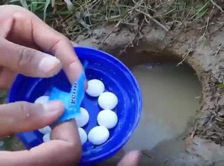 Fishing with mentos and toothpaste, mentos, fish, awesome, funny, toothpaste, catfish.