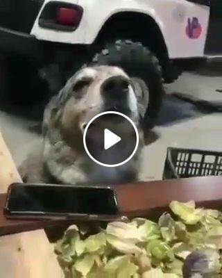 Dog enjoying music