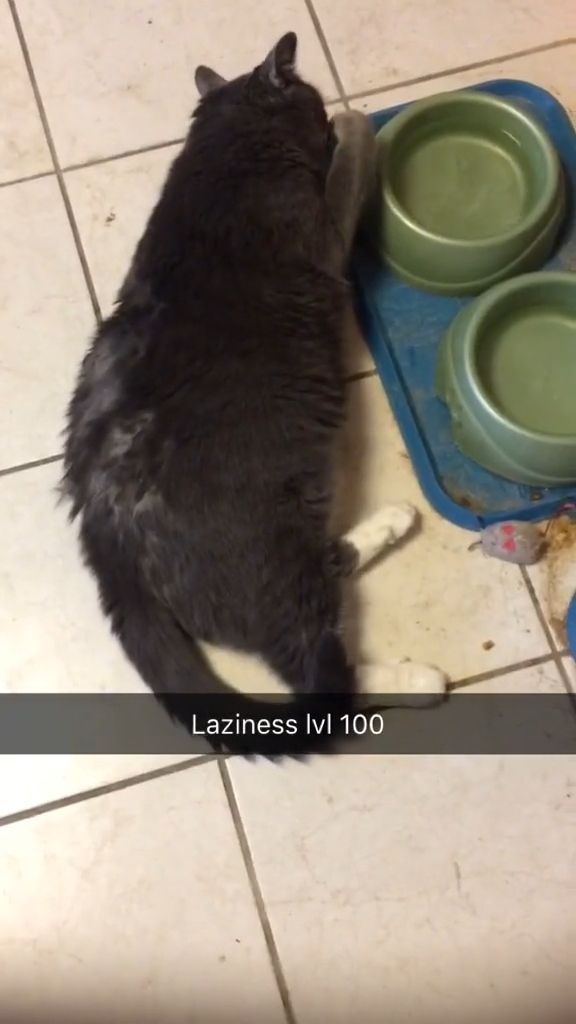 Lazy cat meme