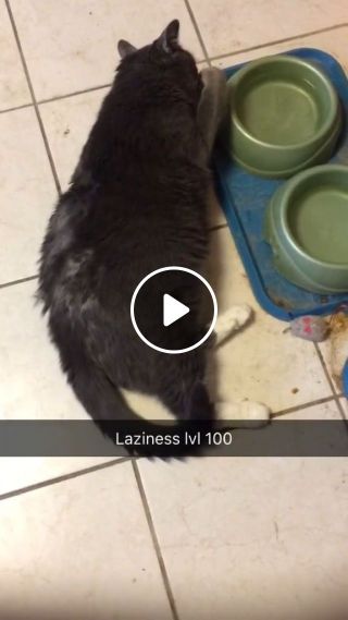 Lazy cat meme