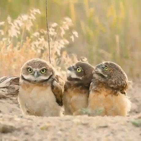 Funny Owls And Cute Owls. Owl. Cute Owl. Funny Animals. Wild Animal.