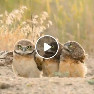 Funny owls and cute owls