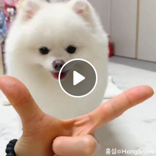 Cute White Pomeranian Puppy