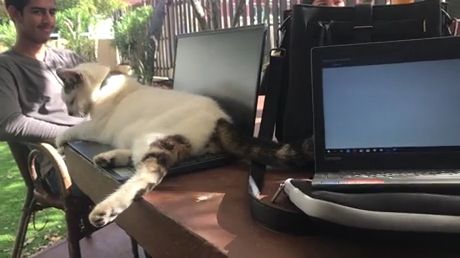 Cat sleeping on laptop, funny cat videos, funny pet, laptop, sleep.